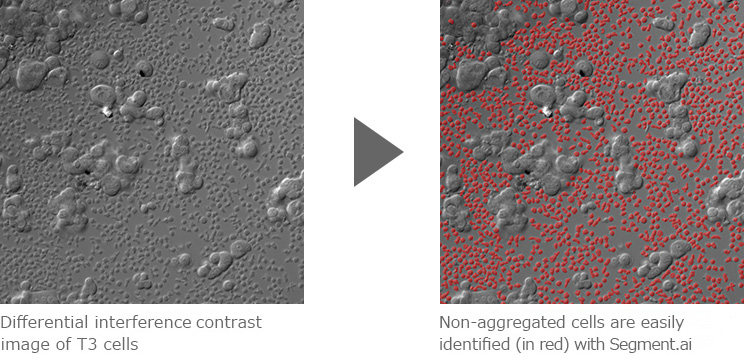 Differential interference contrast image of T3 cells  Non-aggregated cells are easily identified (in red) with Segment.ai