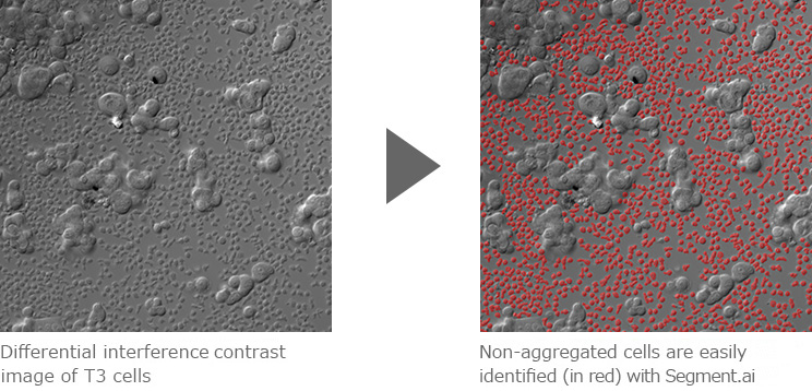 Differential interference contrast image of T3 cells  Non-aggregated cells are easily identified (in red) with Segment.ai