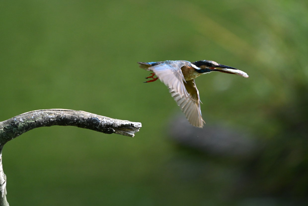 Sample image taken using subject-detection [Birds] mode