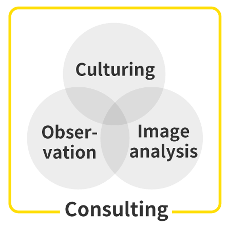Consulting: Culturing / Image analysis / Observation