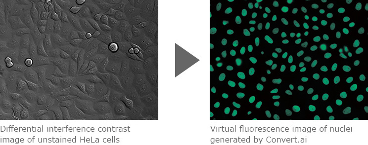 Differential interference contrast image of unstained HeLa cells  Virtual fluorescence image of nuclei generated by Convert.ai